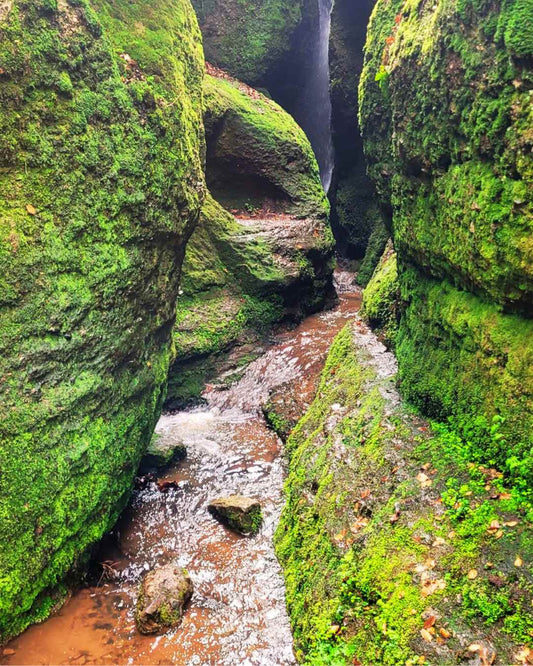 Regenwald-Vibe mitten in Deutschland